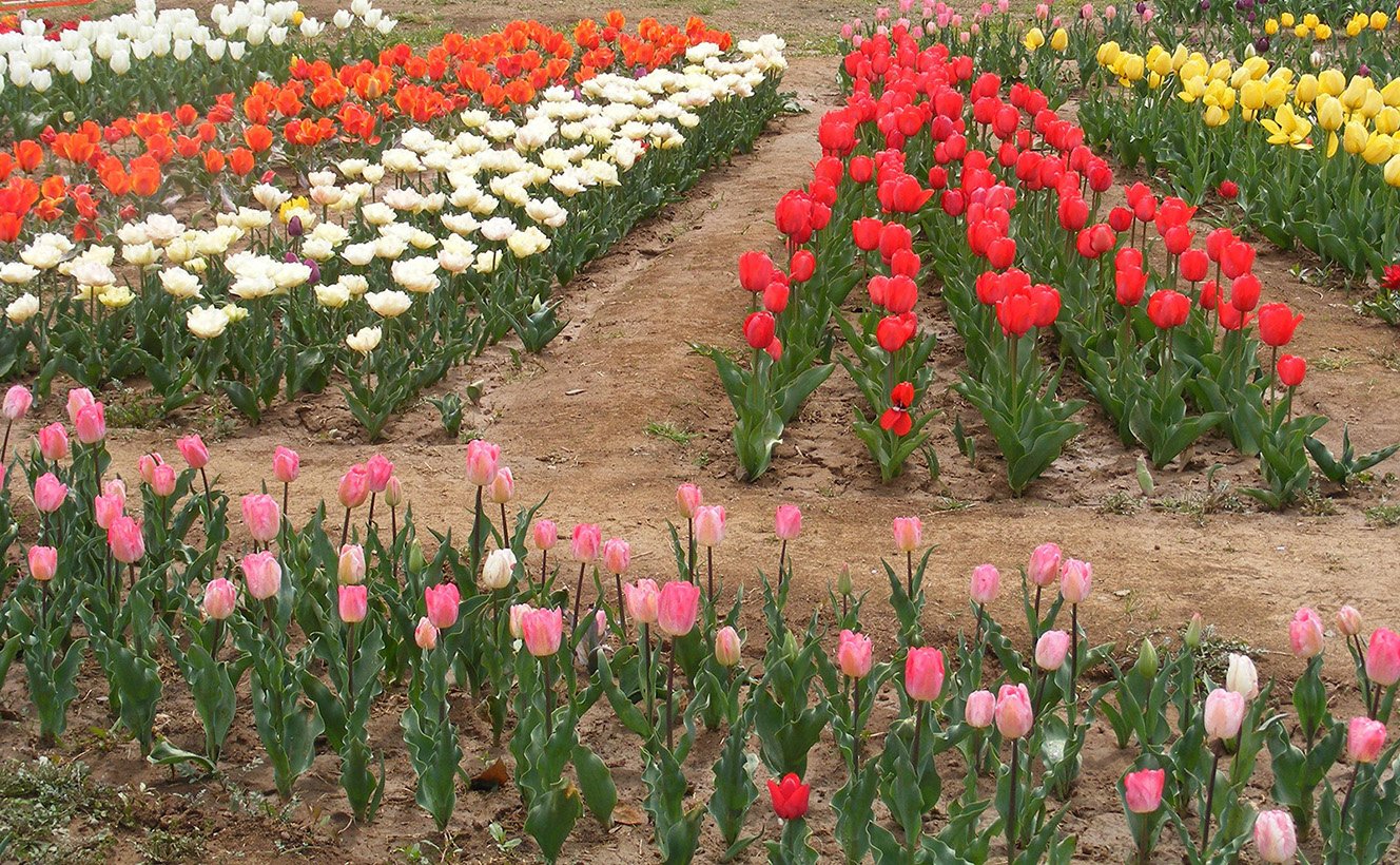 Tulip garden, Chandigarh